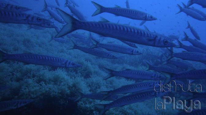 Diving photo
